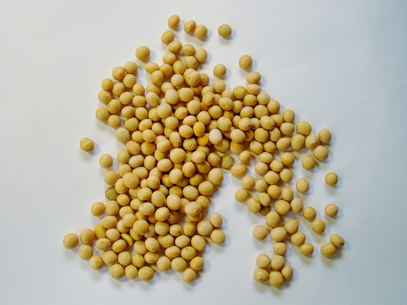 A handful of soybeans